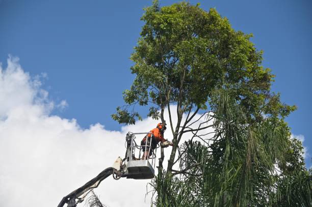 Best Seasonal Cleanup (Spring/Fall)  in USA